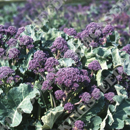 Picture of Broccoli Purple Sprouting Rudolph