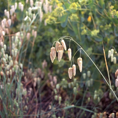 Picture of Briza Maxima (Quaking Grass)
