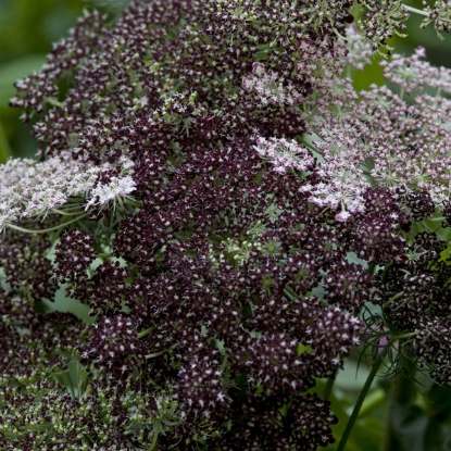 Picture of Daucus Carota Dara (Wild Carrot)