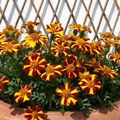 Picture of Marigold Mr Majestic