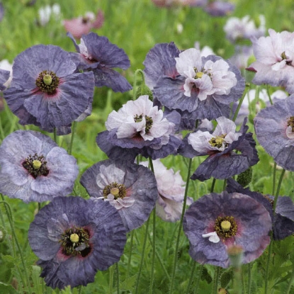 Picture of Poppy Rhoeas Amazing Grey