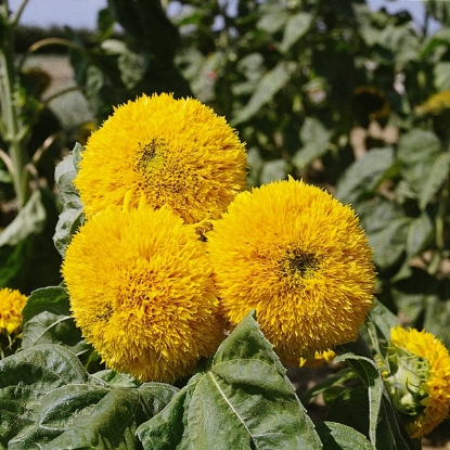 Picture of Sunflower Teddy Bear 