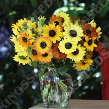 Picture of Sunflower Soluna Mix 