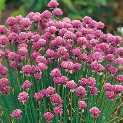 Picture of Chives - 