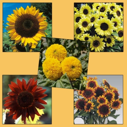 Picture of Sunflower Collection Pack 