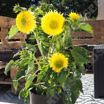 Picture of Sunflower Gummy Bear 