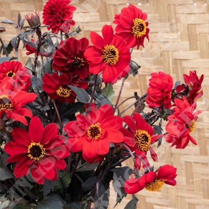 Picture of Dahlia Black Forest Ruby
