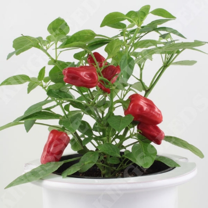Picture of Pepper (Chilli) Hot Pot