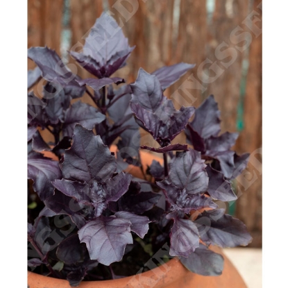 Picture of Herb Basil Beaujolais