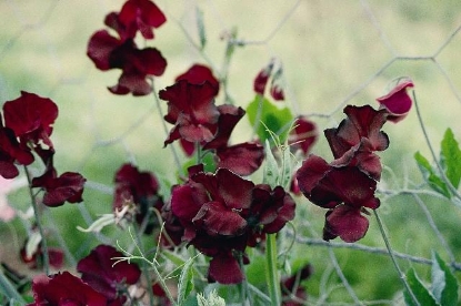 Picture of Sweet Pea - Beaujolais