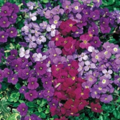 Picture of Aubrieta Cascade Mixed