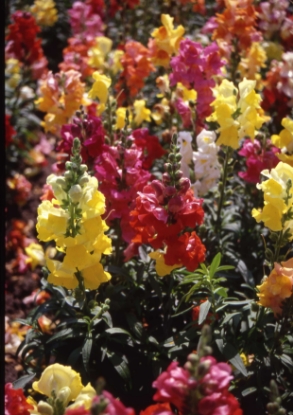 Picture of Antirrhinum Cheerio F2