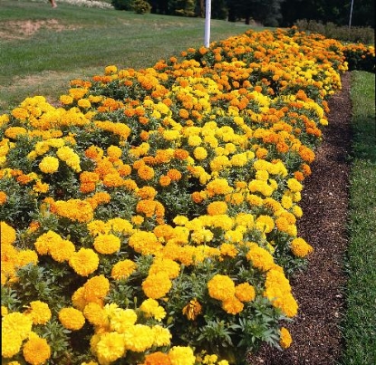 Picture of African Marigold Crackerjack