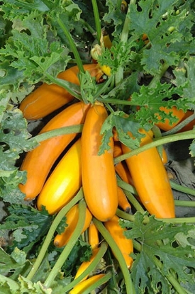 Picture of Courgette Atena Polka F1