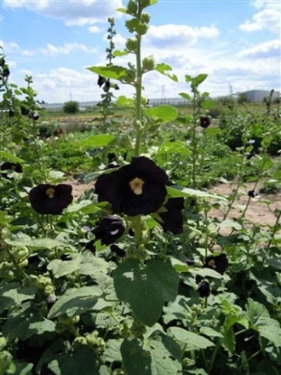 Picture of Hollyhock Black Single