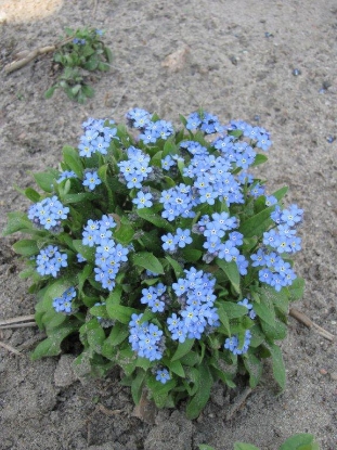 Picture of Myosotis (Forget-Me-Not) Blue Ball