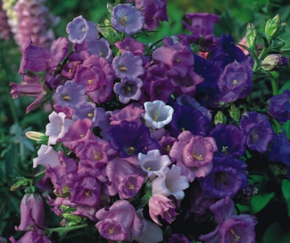 Picture of Canterbury Bells Calycanthema Mixed