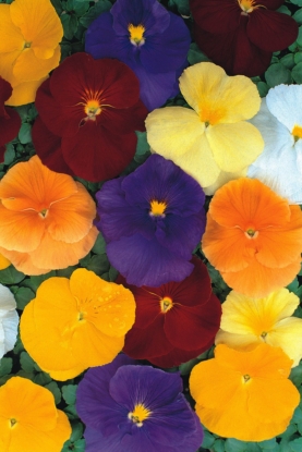 Picture of Pansy Clear Crystal Blended Mixture