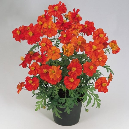 Picture of Cosmos Cosmic Red