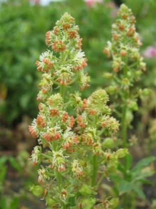 Picture of Mignonette Crown Mixture