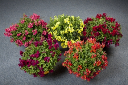 Picture of Antirrhinum Candy Showers Mixed