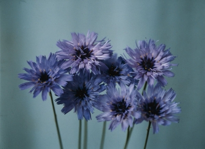 Picture of Catananche Caerulea Amor Blue