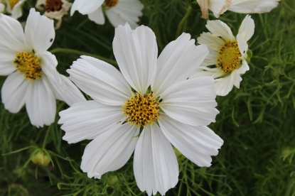 Picture of Cosmos Sonata White Premium