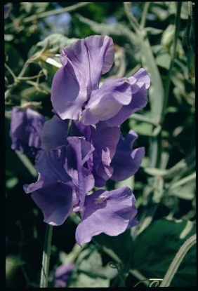 Picture of Sweet Pea - Blue Velvet