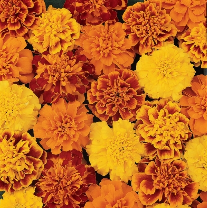 Picture of French Marigold Bonanza Mixed