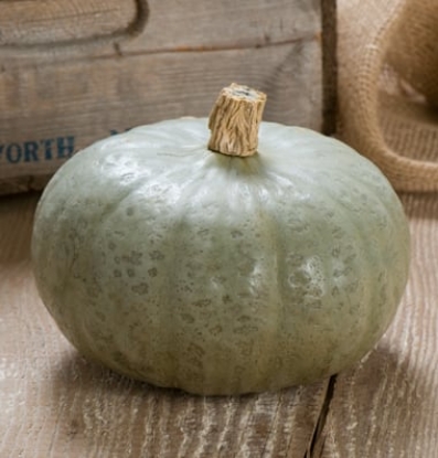 Picture of Winter Squash Sombra (Winter Sweet) F1