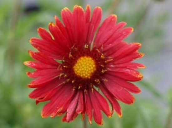 Curated visual reference: Wine Theme Holiday Gaillardia Reference: Gaillardia Burgundy Red Wine