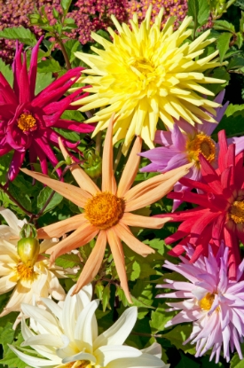 Picture of Dahlia Cactus Hybrids