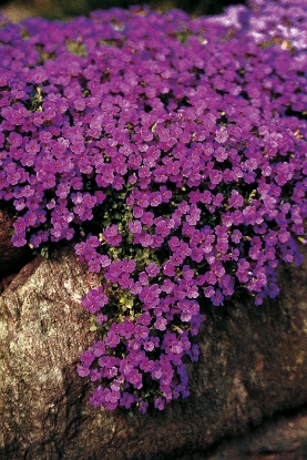 Picture of Aubrieta Cascade Purple
