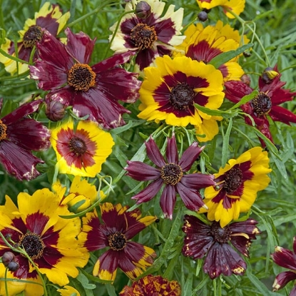 Picture of Coreopsis Hybrida Incredible Dwarf Mix