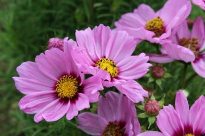 Picture of Cosmos Sonata Pink Blush Premium