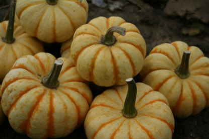 Picture of Winter Squash Sweet Lightning F1