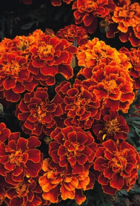 Picture of French Marigold Spanish Brocade