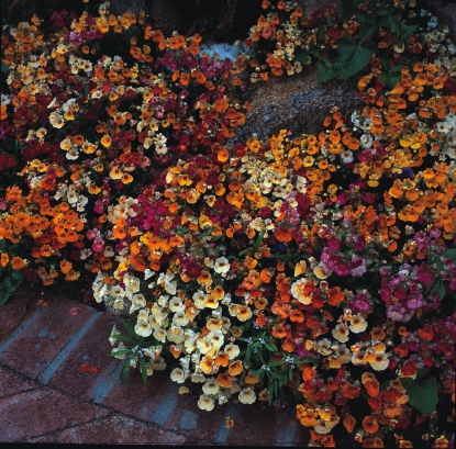 Picture of Nemesia Carnival Mixture