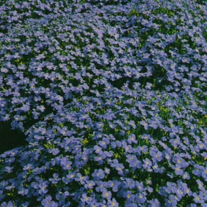 Picture of Aubrieta Cascade Blue