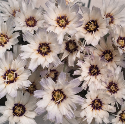 Picture of Catananche Caerulea Amor White