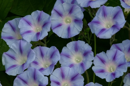 Picture of Ipomoea Decapo Light Blue