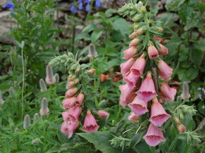 Picture of Digitalis (Foxglove) Mertonensis
