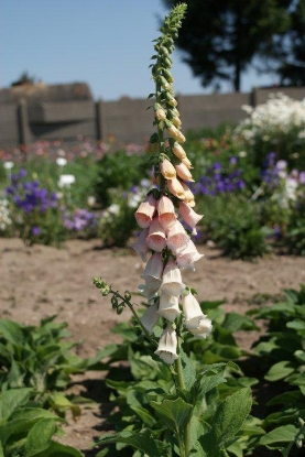 Picture of Digitalis Purpurea (Foxglove) Apricot