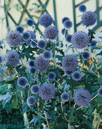 Picture of Echinops Ritro