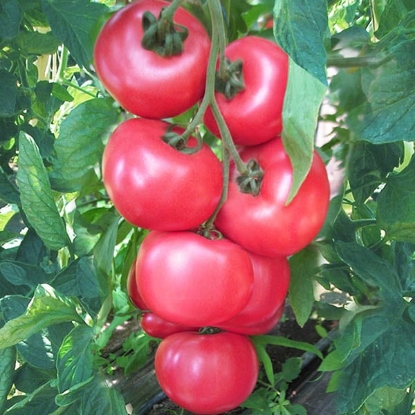 Picture of Tomato Honey Moon F1