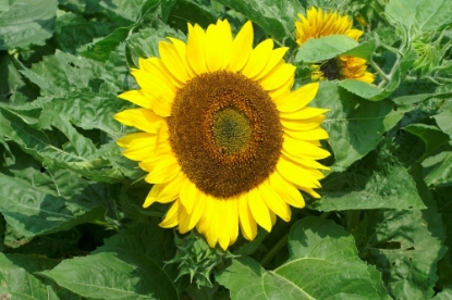 Picture of Helianthus (Sunflower) Bambino