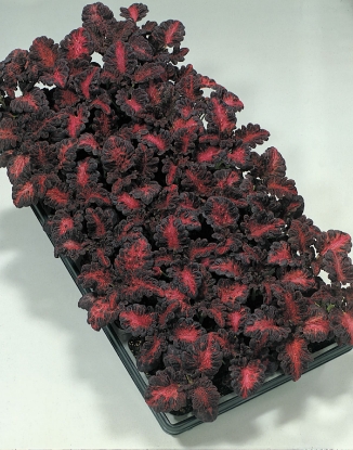 Picture of Coleus Black Dragon