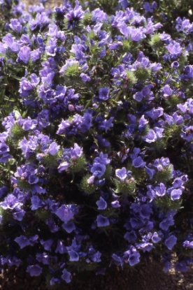 Picture of Echium Blue Bedder
