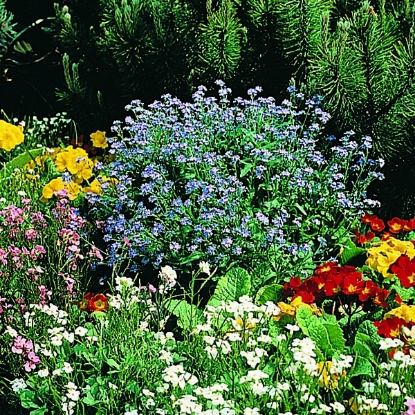 Picture of Myosotis (Forget-Me-Not) Bluesylva