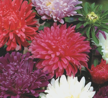 Picture of Aster Carousel Blended Mixed
